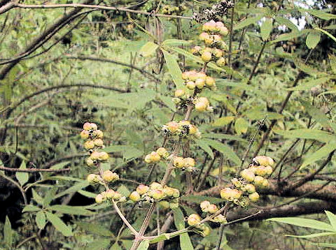 Vitex agunus-castus