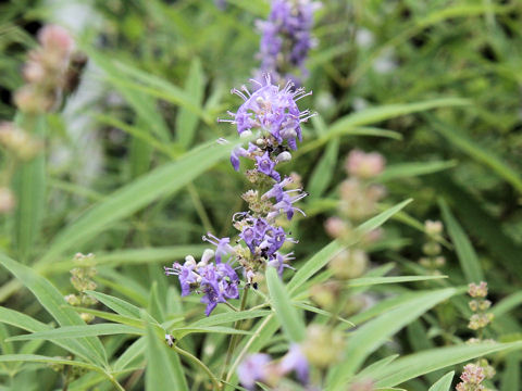 Vitex agunus-castus