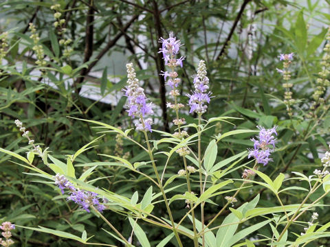 Vitex agunus-castus