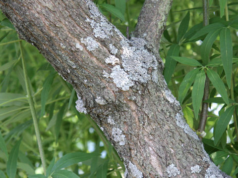 Vitex agunus-castus