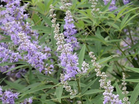 Vitex agunus-castus