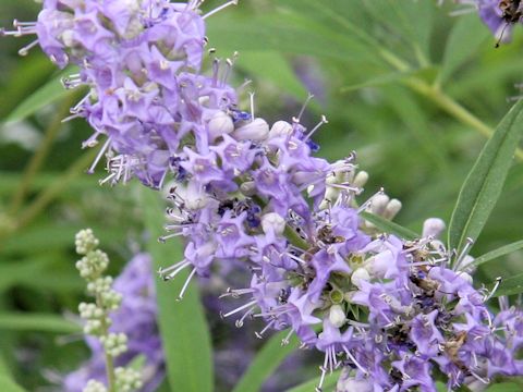 Vitex agunus-castus