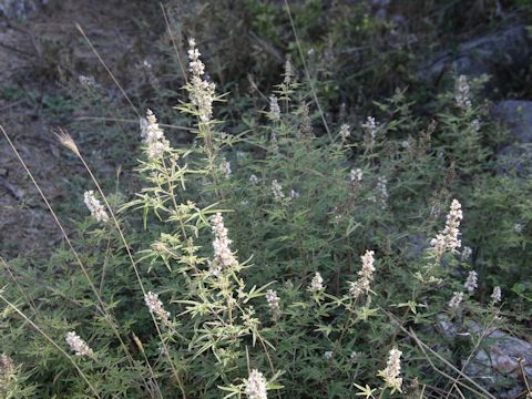 Vitex agunus-castus