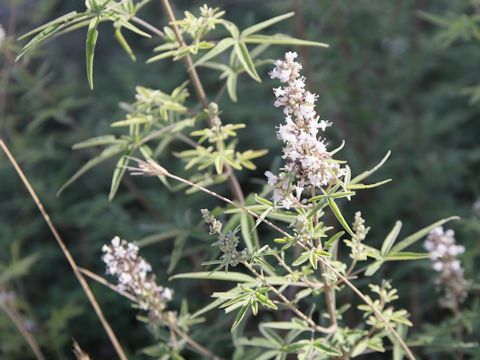 Vitex agunus-castus