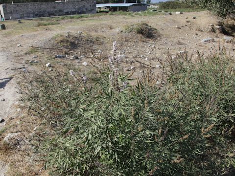 Vitex agunus-castus