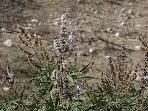 Vitex agunus-castus