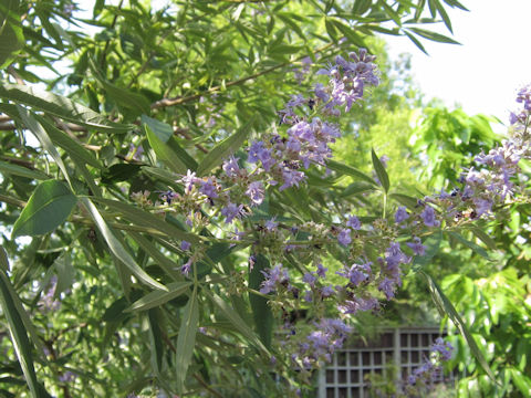 Vitex agunus-castus