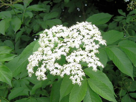 Sambucus nigra