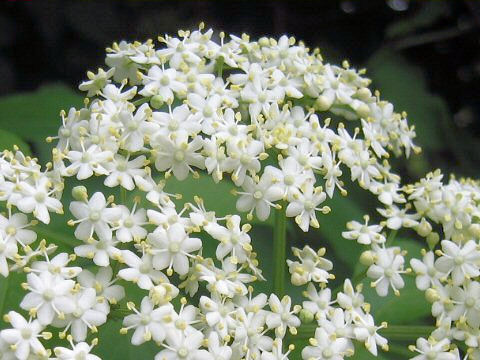 Sambucus nigra