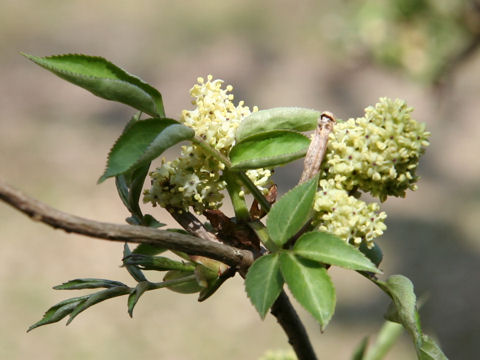 Sambucus nigra