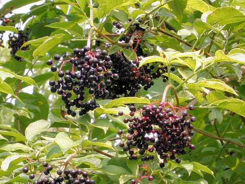 Sambucus nigra