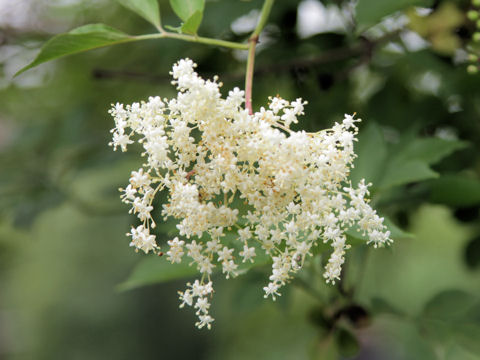 Sambucus nigra