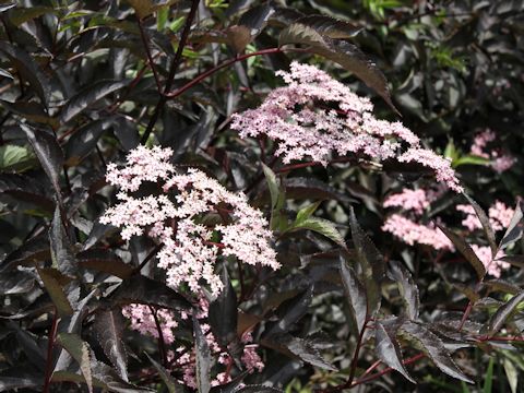 Sambucus nigra cv. Black Beauty