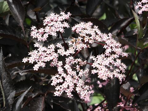 Sambucus nigra cv. Black Beauty