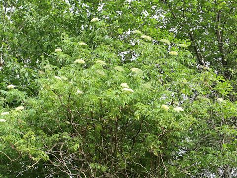 Sambucus nigra