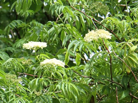 Sambucus nigra