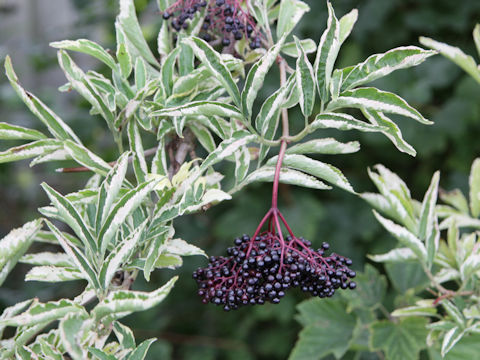 Sambucus nigra