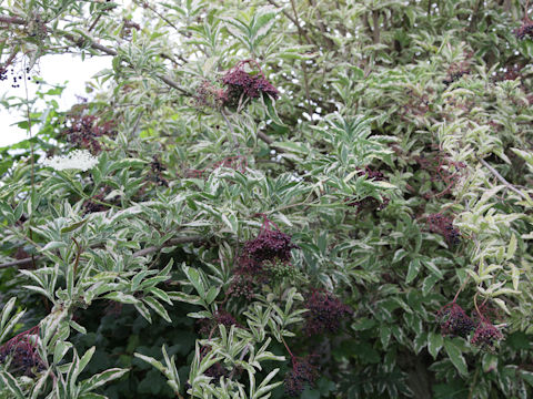 Sambucus nigra