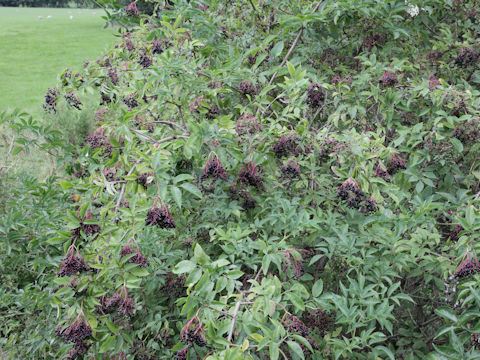 Sambucus nigra