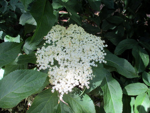 Sambucus nigra