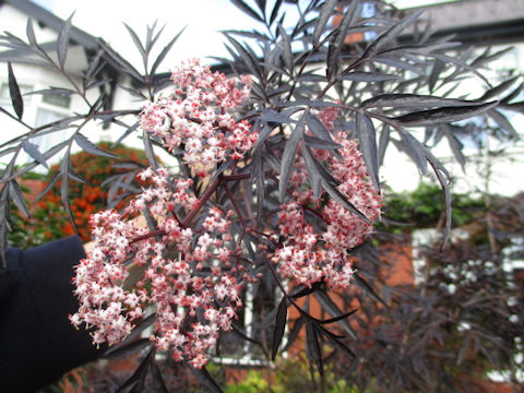 Sambucus nigra cv. Black Lace