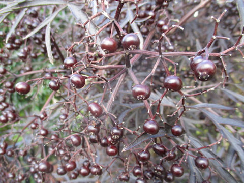 Sambucus nigra cv. Black Lace