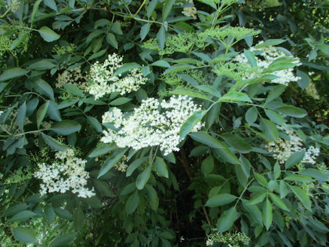 Sambucus nigra