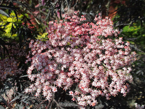 Sambucus nigra cv. Black Lace