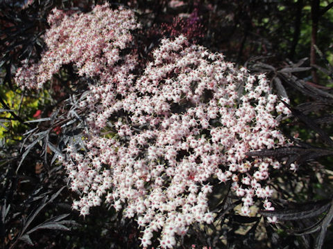 Sambucus nigra cv. Black Lace