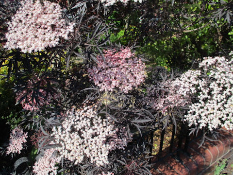 Sambucus nigra cv. Black Lace