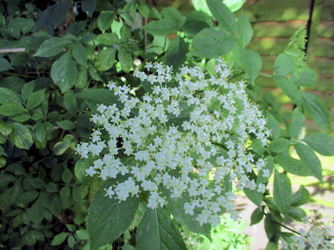 Sambucus nigra