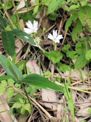 Lychnis gracillima