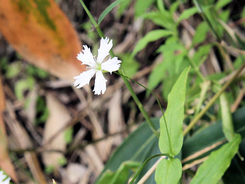 Lychnis gracillima