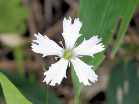 Lychnis gracillima