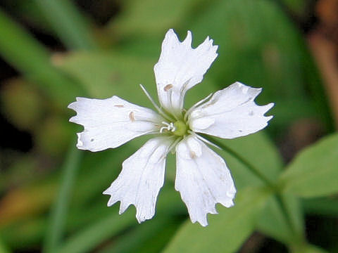 Lychnis gracillima