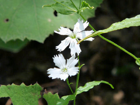 Lychnis gracillima