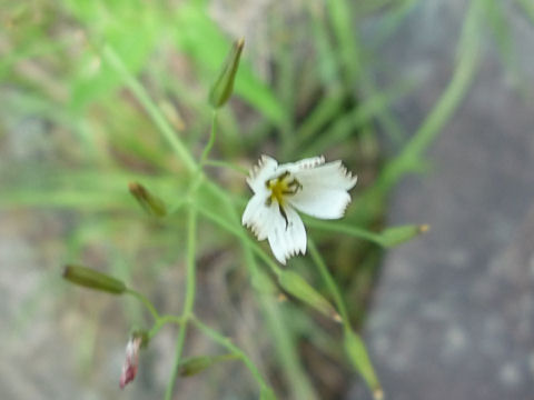 Lychnis gracillima