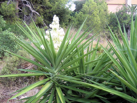 Yucca aloifolia