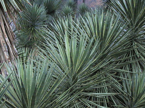 Yucca aloifolia f. marginata