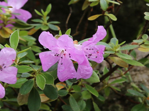 Rhododendron eriocarpum var. tawadae