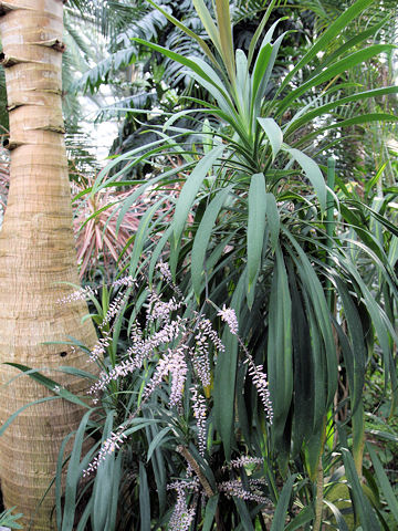 Cordyline terminalis cv. Hakuba