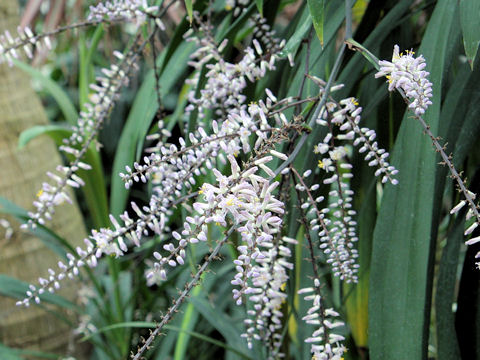 Cordyline terminalis cv. Hakuba