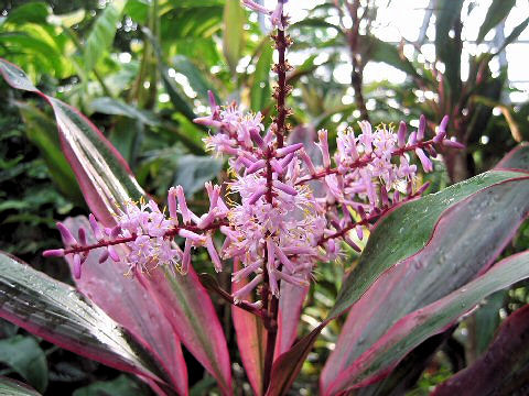 Cordyline terminalis cv. Aichiaka