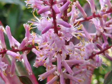 Cordyline terminalis cv. Aichiaka