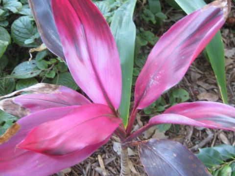 Cordyline terminalis