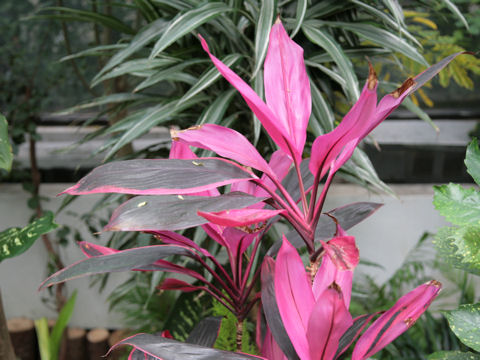 Cordyline terminalis