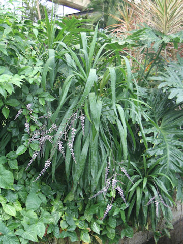 Cordyline terminalis