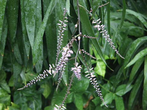 Cordyline terminalis