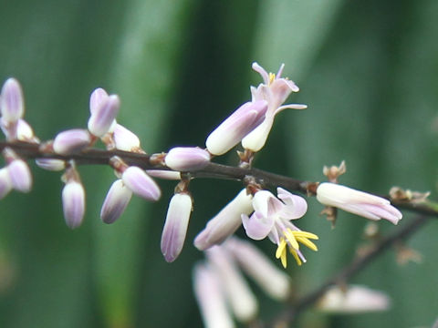 Cordyline terminalis