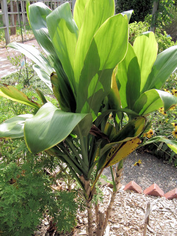 Cordyline terminalis